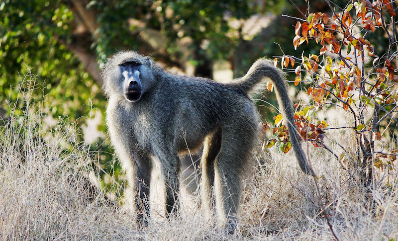 Baboon
