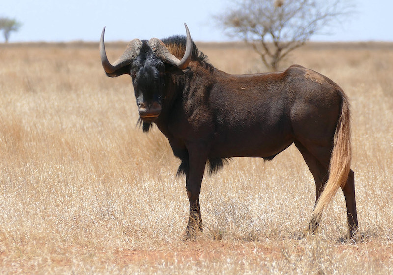 Black Wildebeest