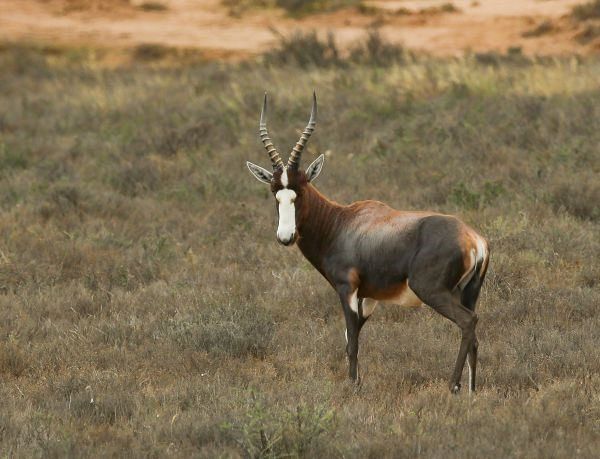 Common Blesbuck