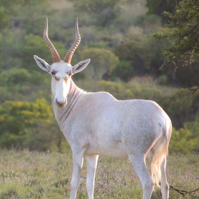 White Blesbuck