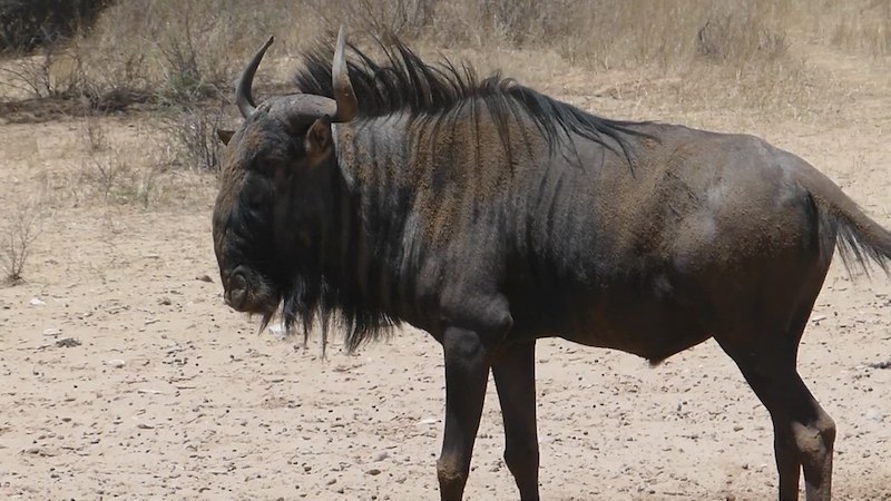 Blue Wildebeest