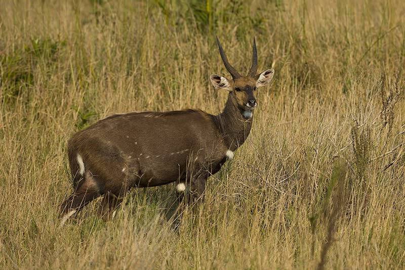 Bushbuck