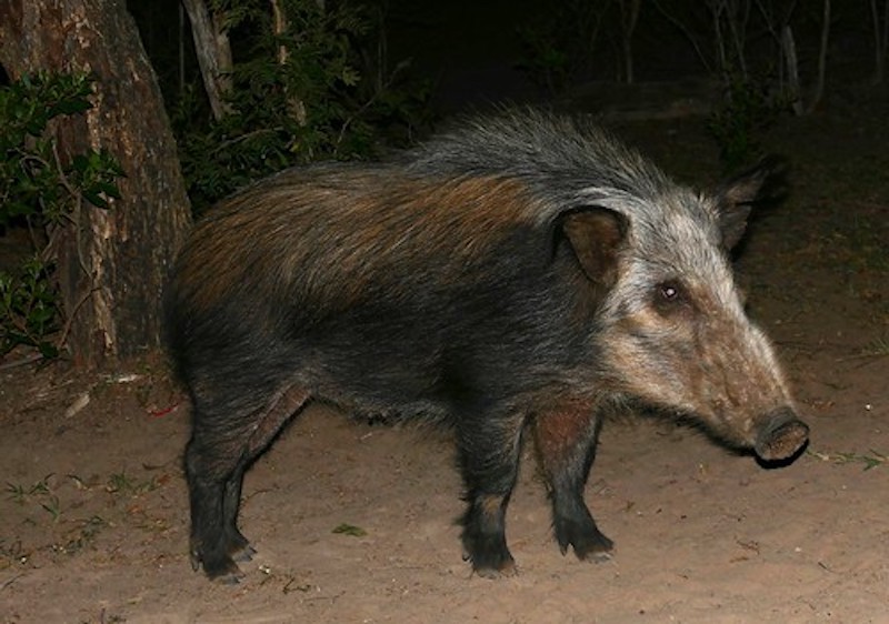 Bushpig