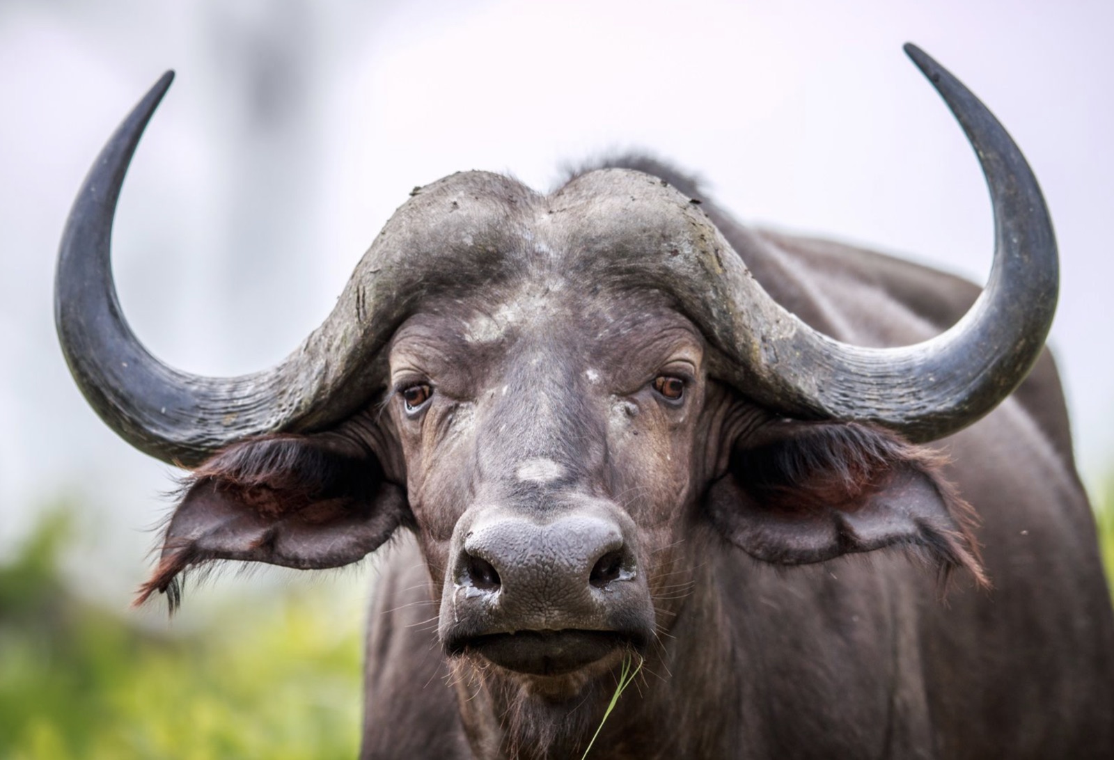 Cape Buffalo