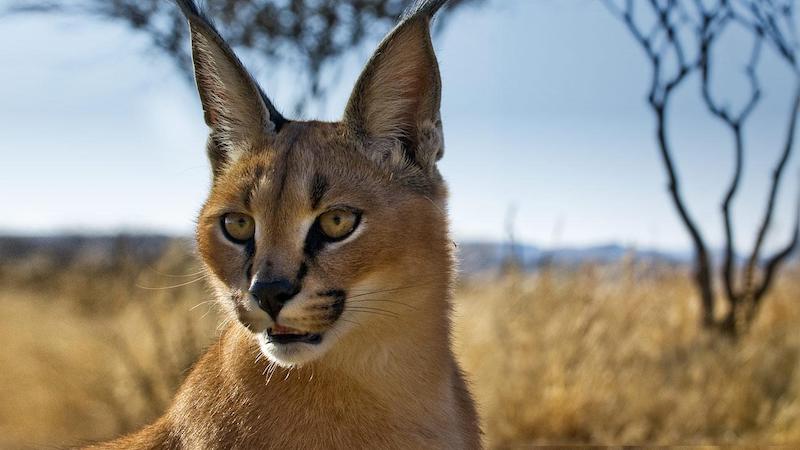 Caracal cat