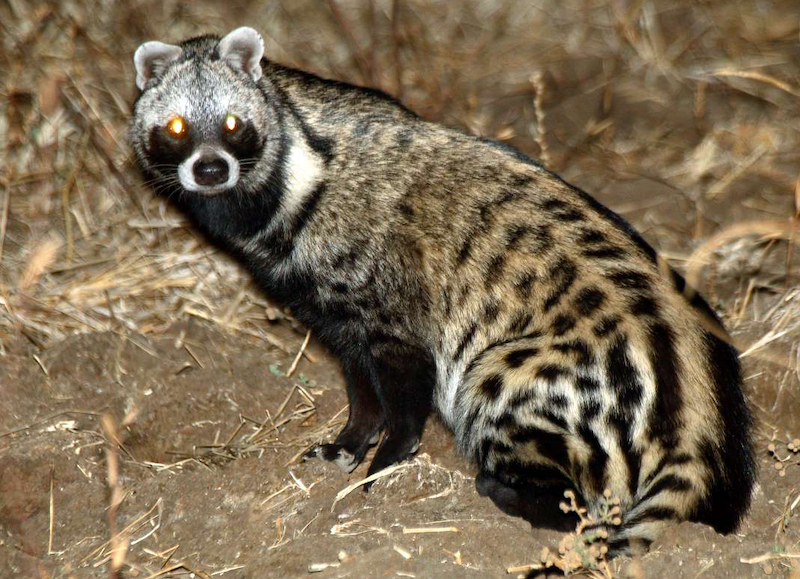 Civet cat