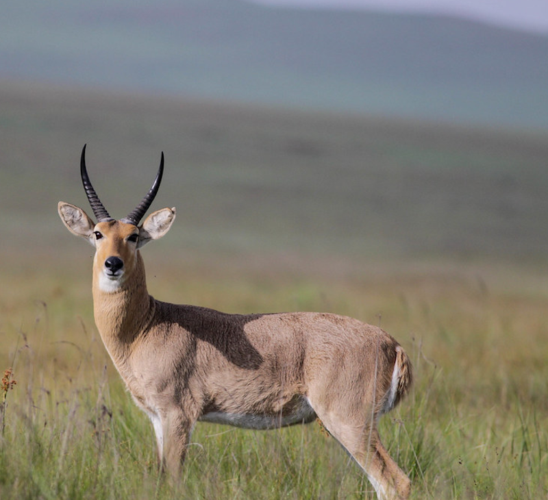 Common Reedbuck