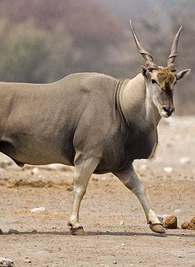 Eland