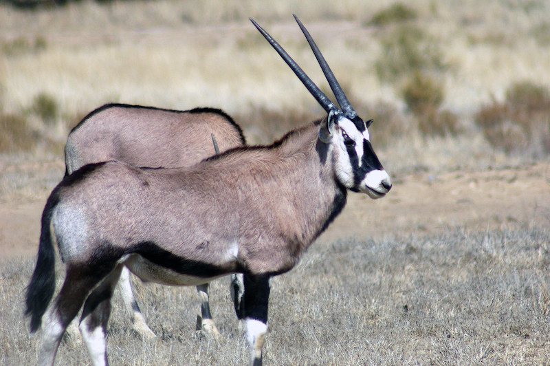 Gemsbuck