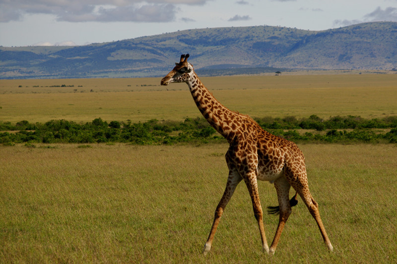 Giraffe