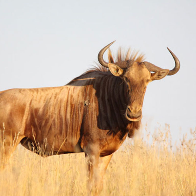 Golden Wildebeest
