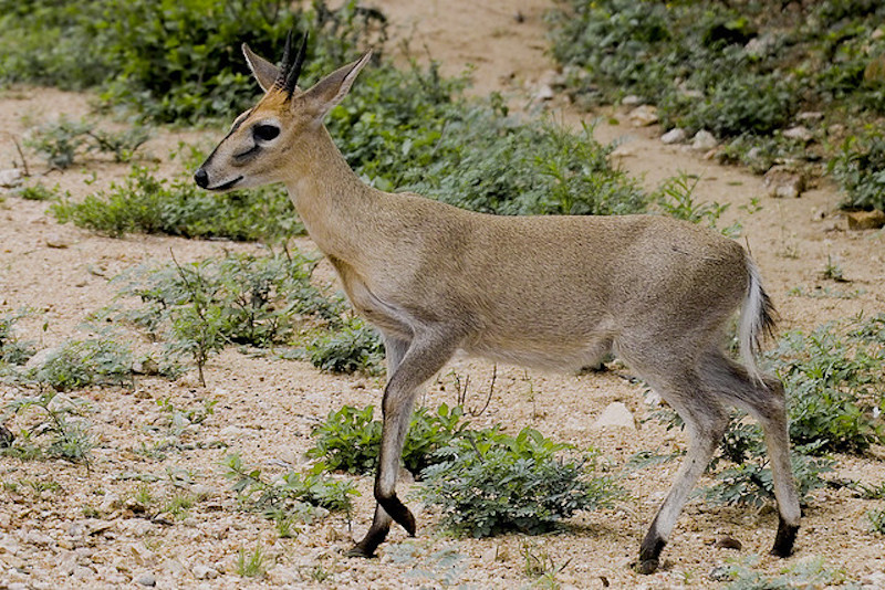 Grey Duiker