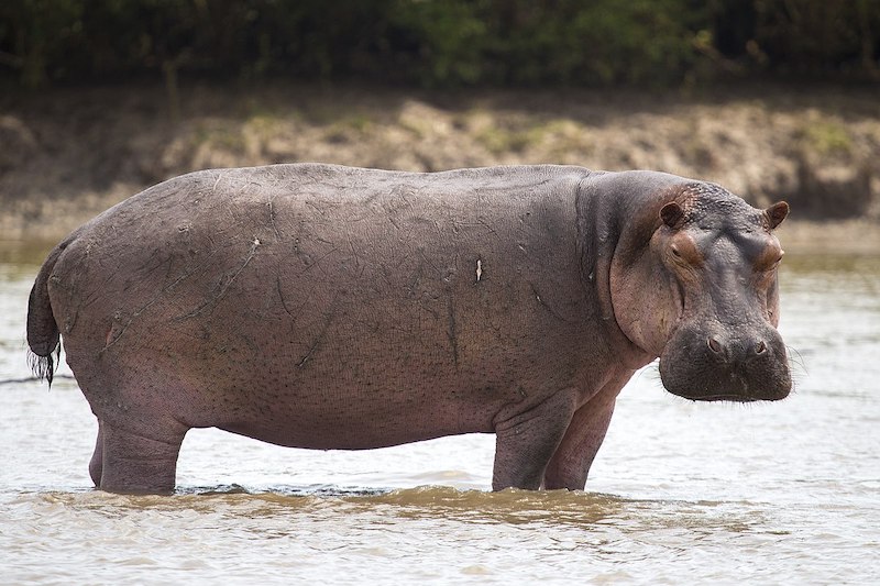 Hippo