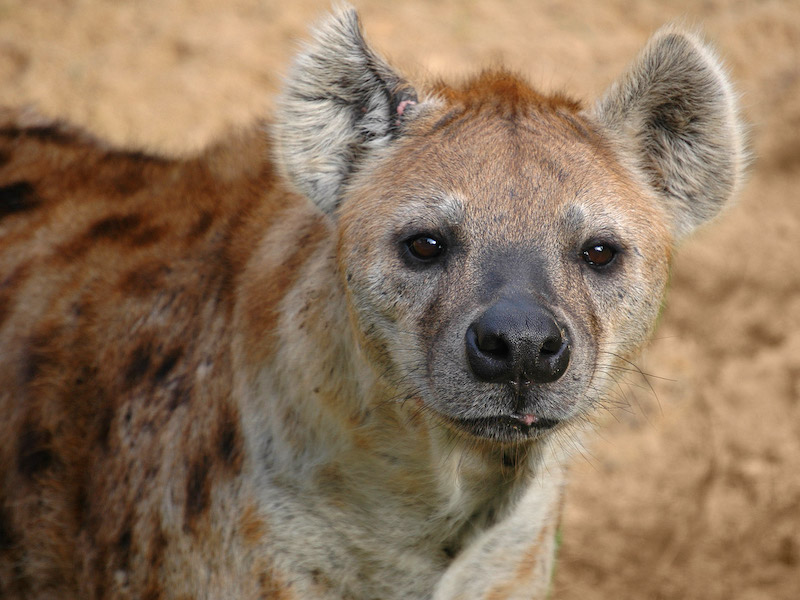 Hyena
