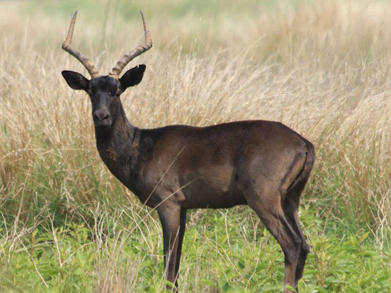 Black Impala