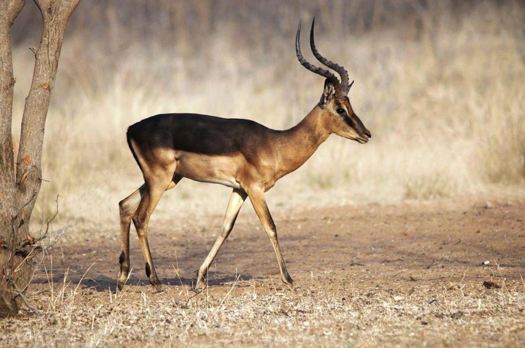 Saddle-back Impala