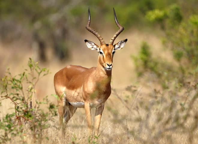 Impala