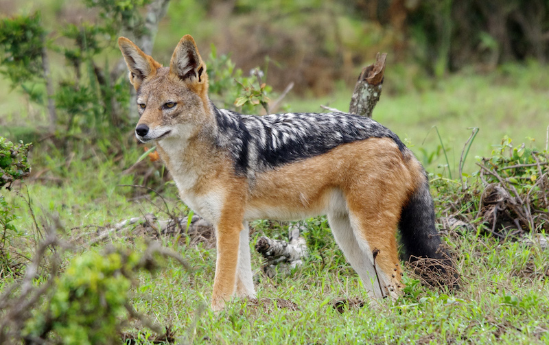Jackal