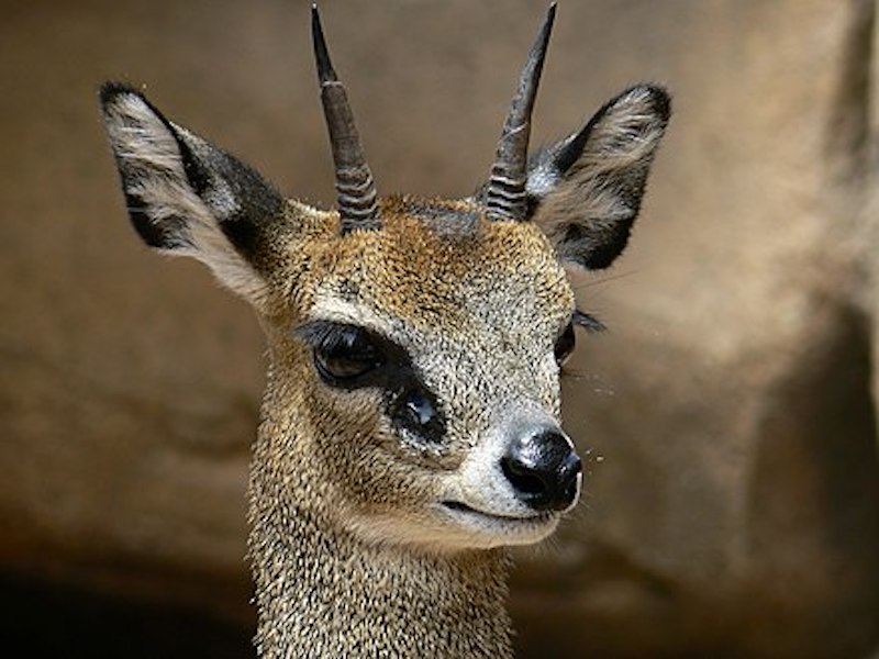 Klipspringer