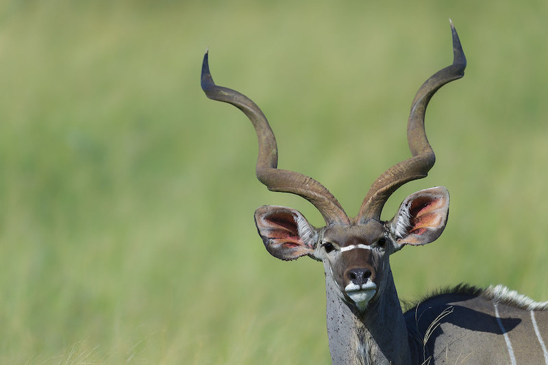 Kudu
