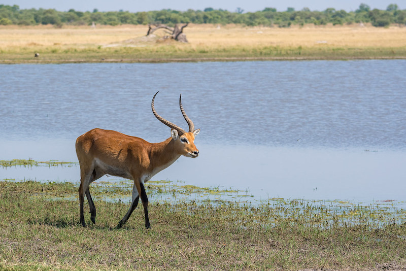 Lechwe