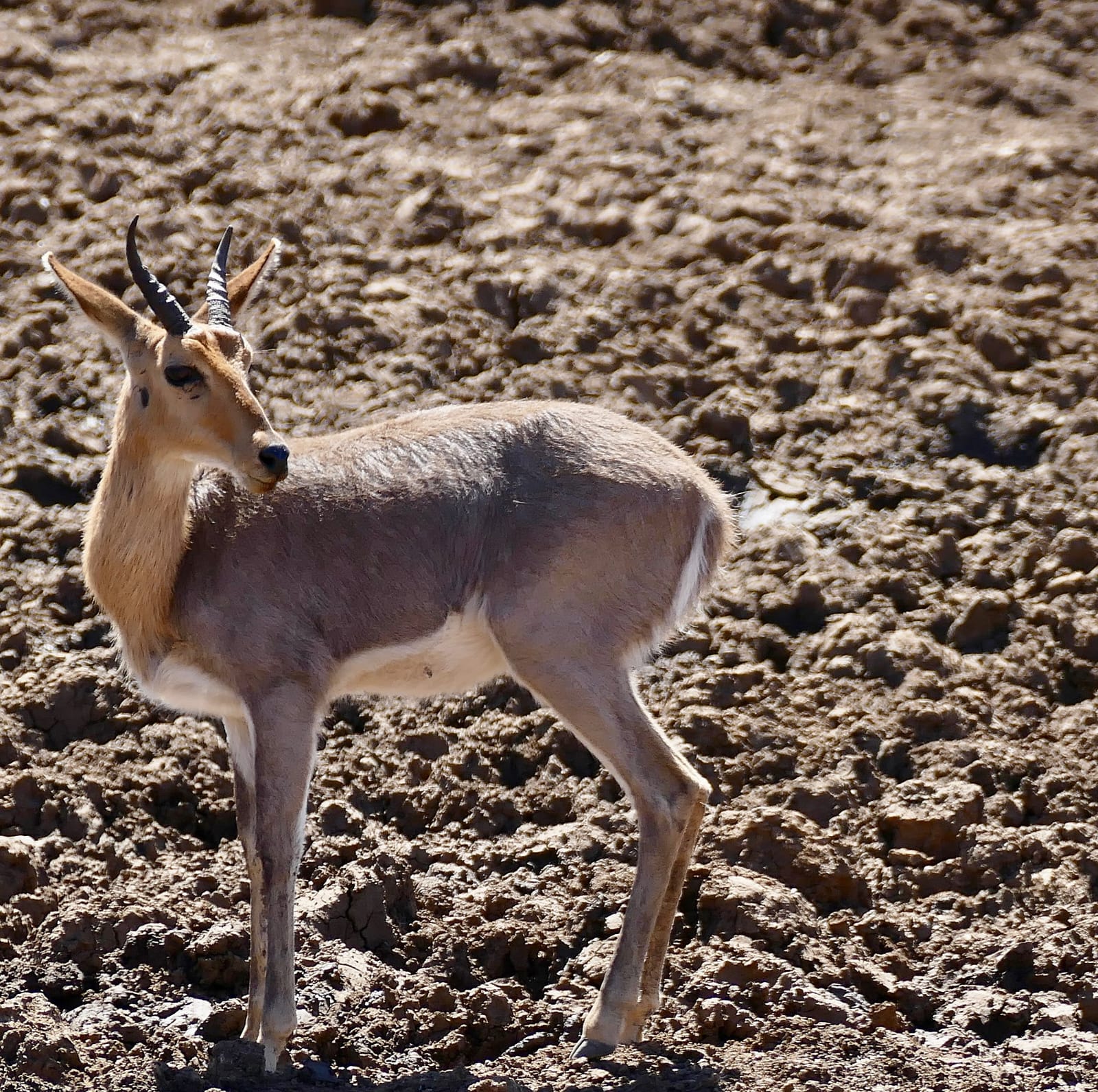 Mountain Reedbuck