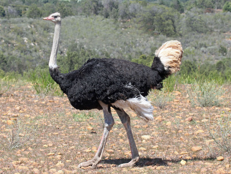 Ostrich