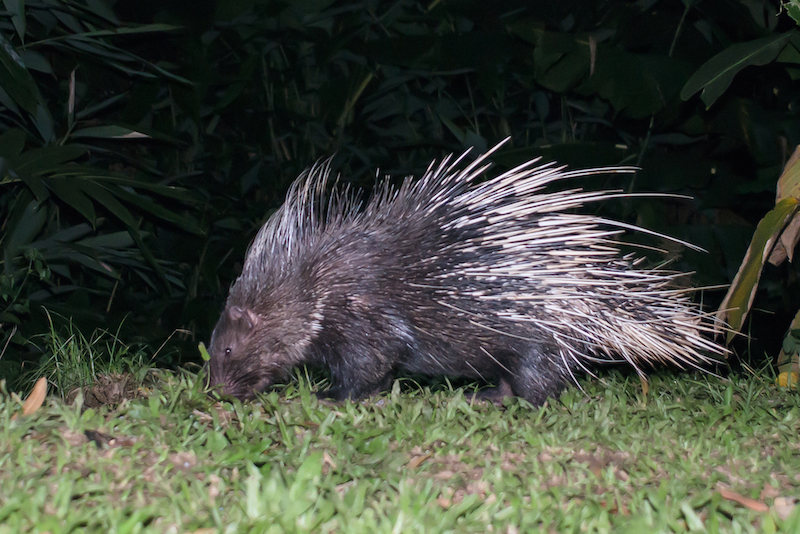 Porcupine