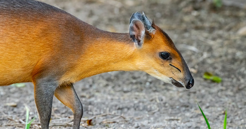 Red Duiker