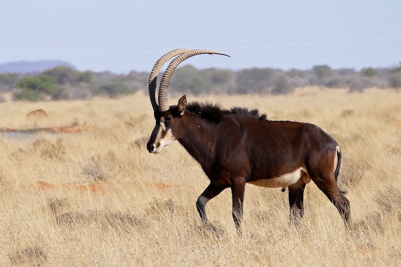 Sable