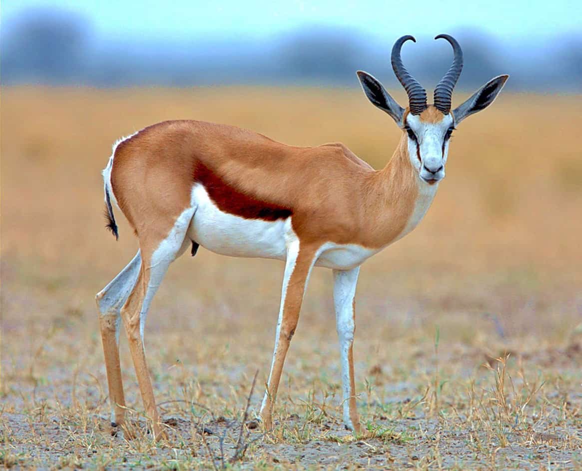 Common Springbuck