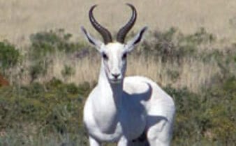 Colour-variant Springbuck