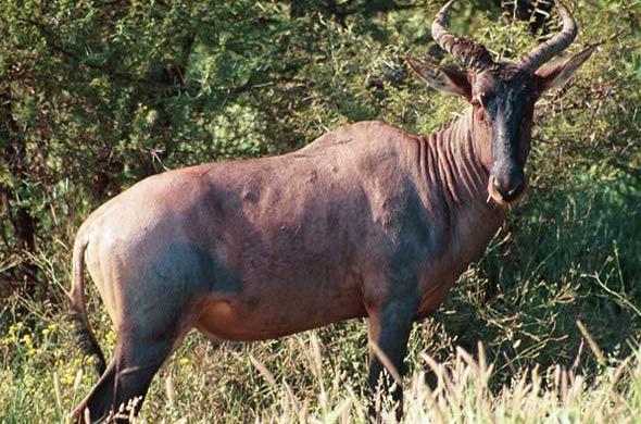 Tsessebe
