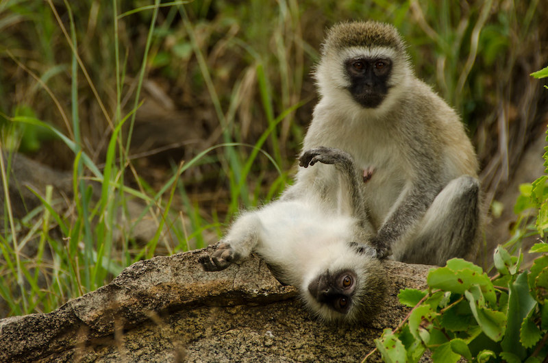 Vervet Monkey