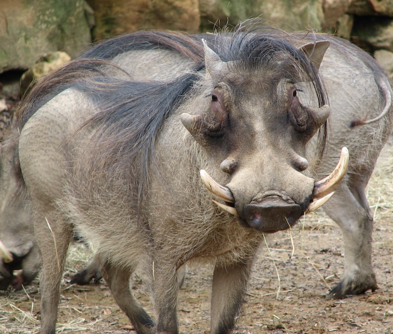 Warthog