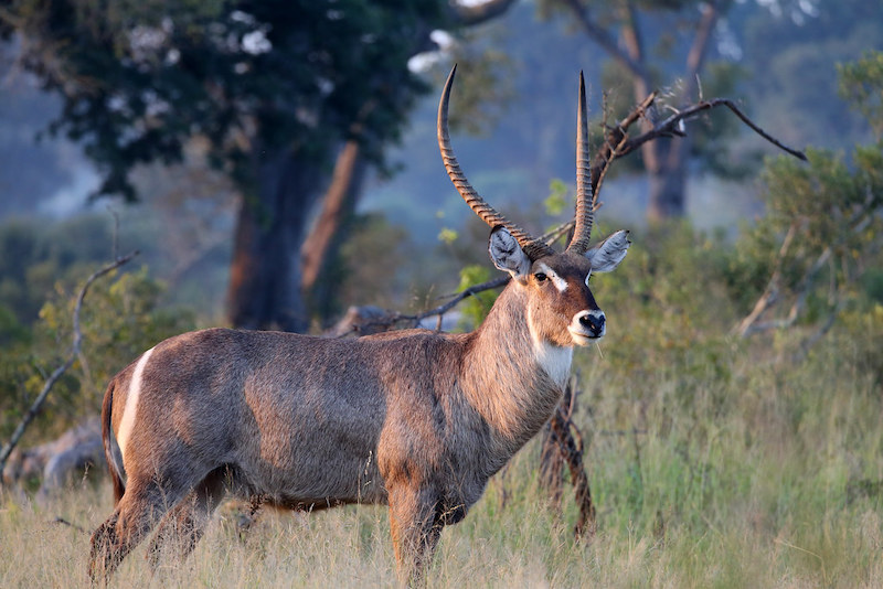 Waterbuck