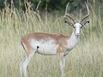 White-flank Impala