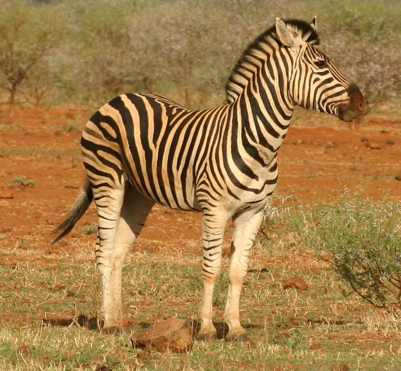 Zebra