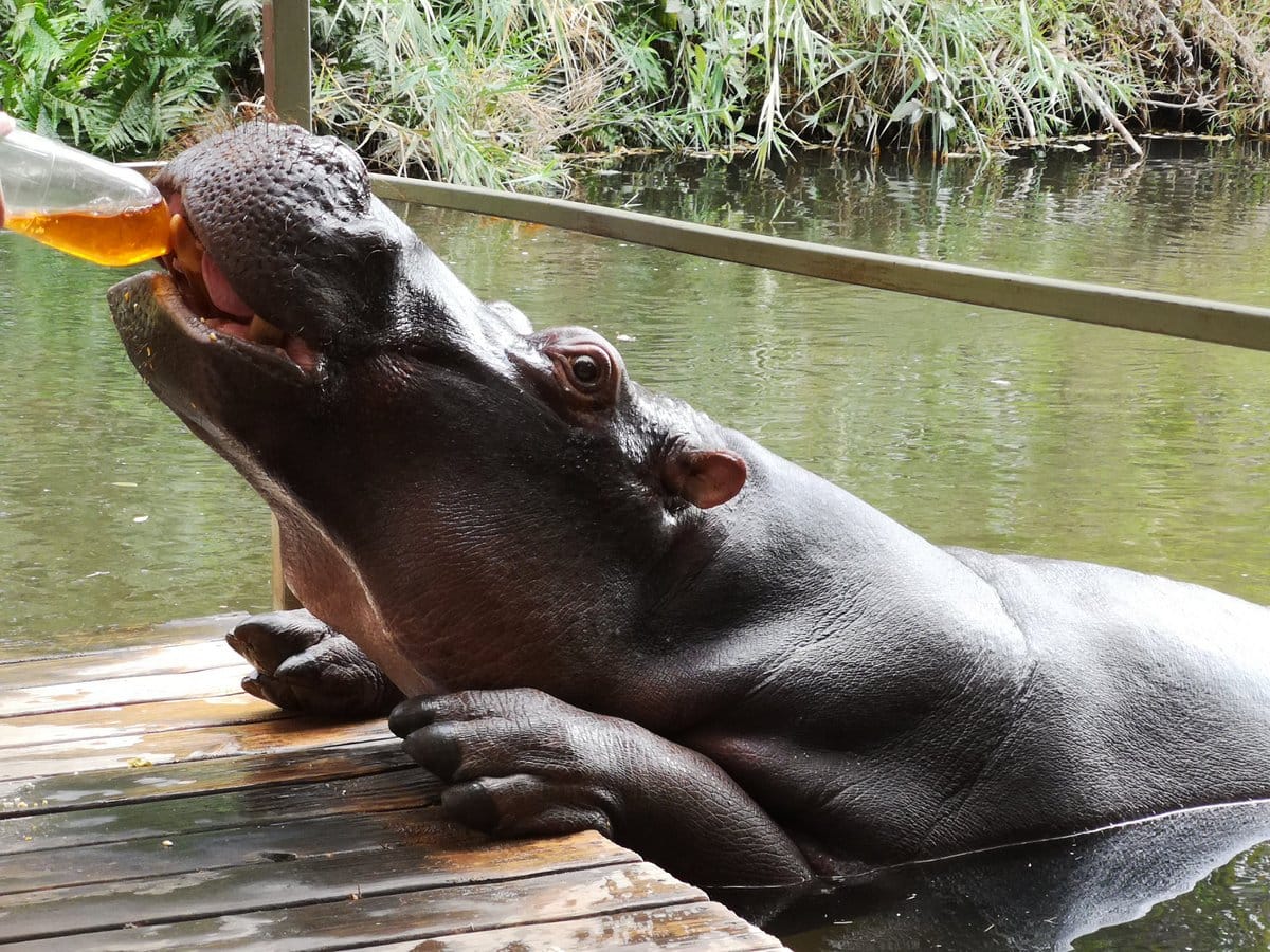Jessica the Hippo