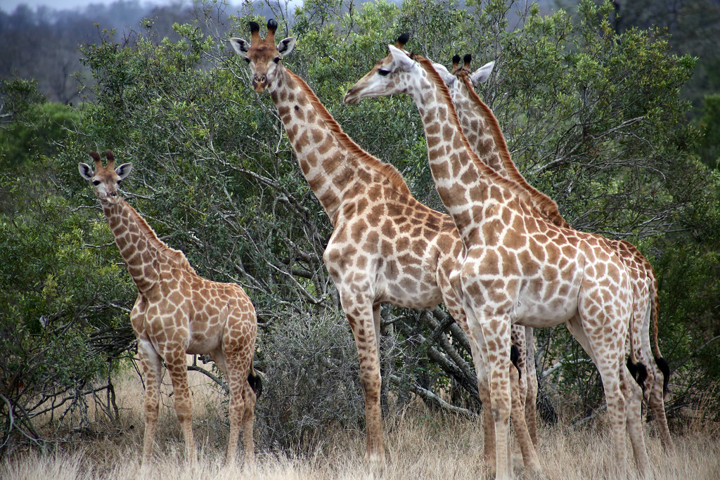 Kruger National Park